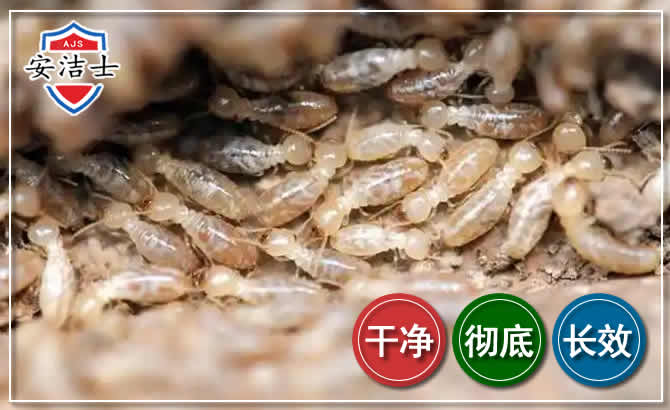 南湖区白蚁防治