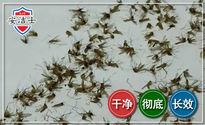 南湖区苍蝇防治-灭蝇