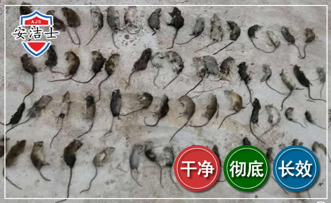 南湖区鼠害防治-灭鼠