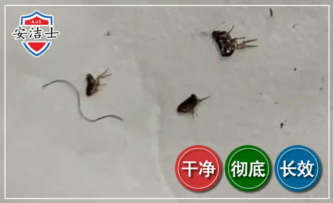 南湖区跳蚤防治-灭跳蚤