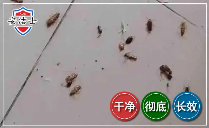 南湖区蟑螂防治-灭蟑螂