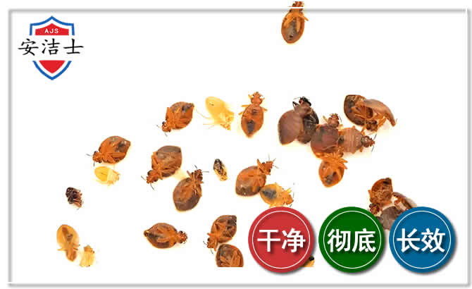 南湖区臭虫防治-消灭臭虫